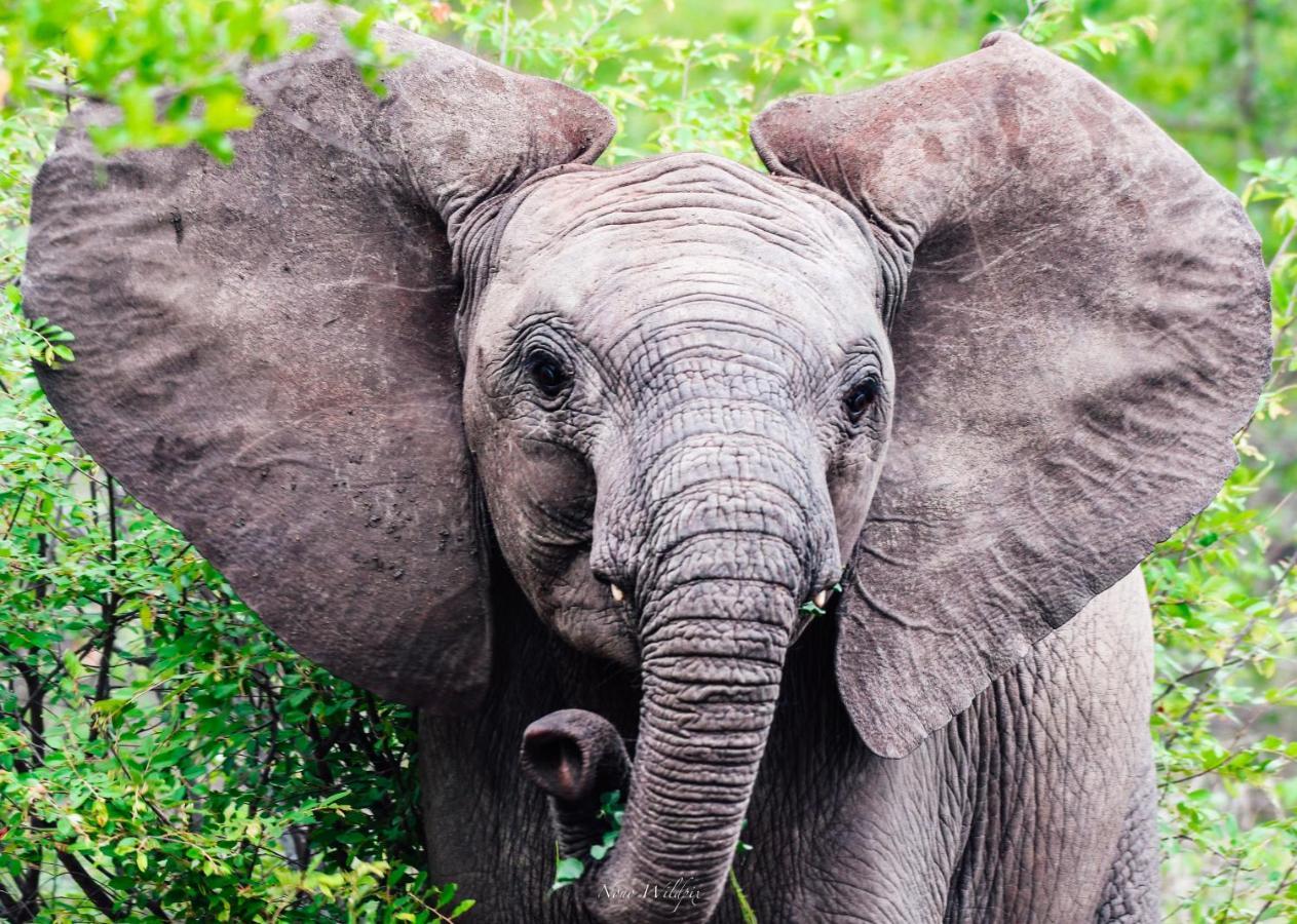 Milima Big 5 Safari Lodge Hoedspruit Luaran gambar