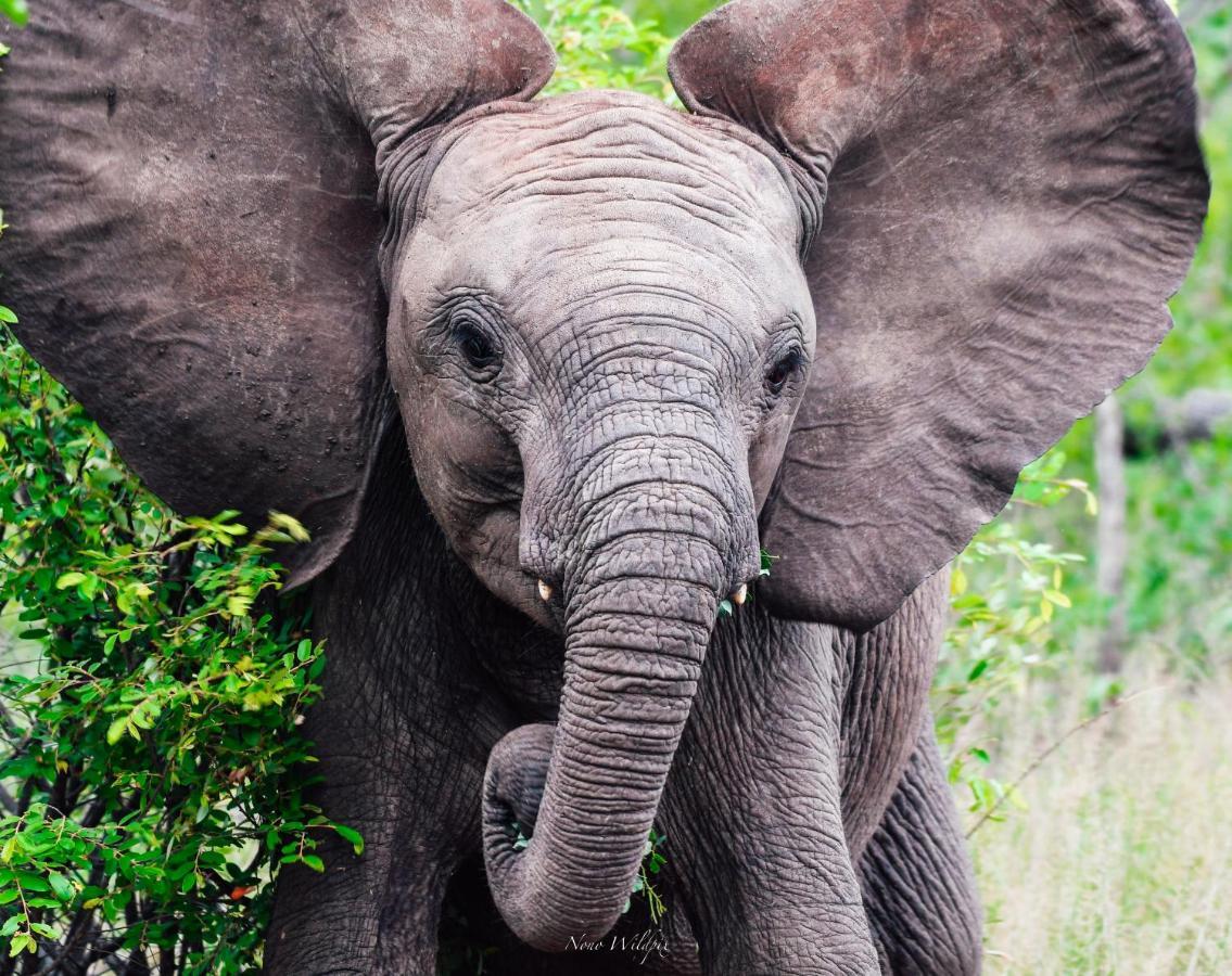 Milima Big 5 Safari Lodge Hoedspruit Luaran gambar