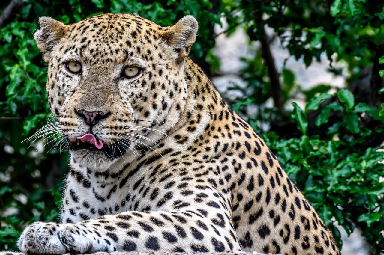 Milima Big 5 Safari Lodge Hoedspruit Luaran gambar