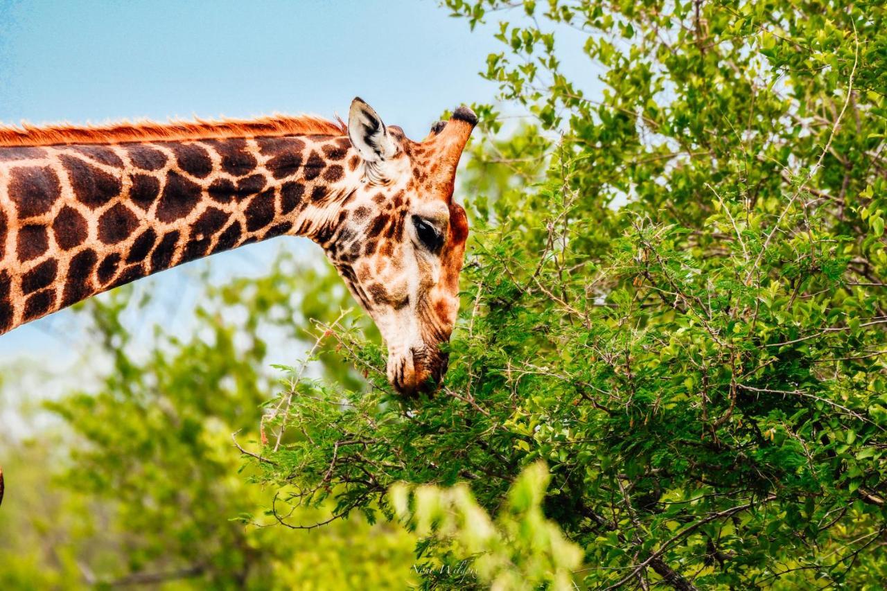 Milima Big 5 Safari Lodge Hoedspruit Luaran gambar