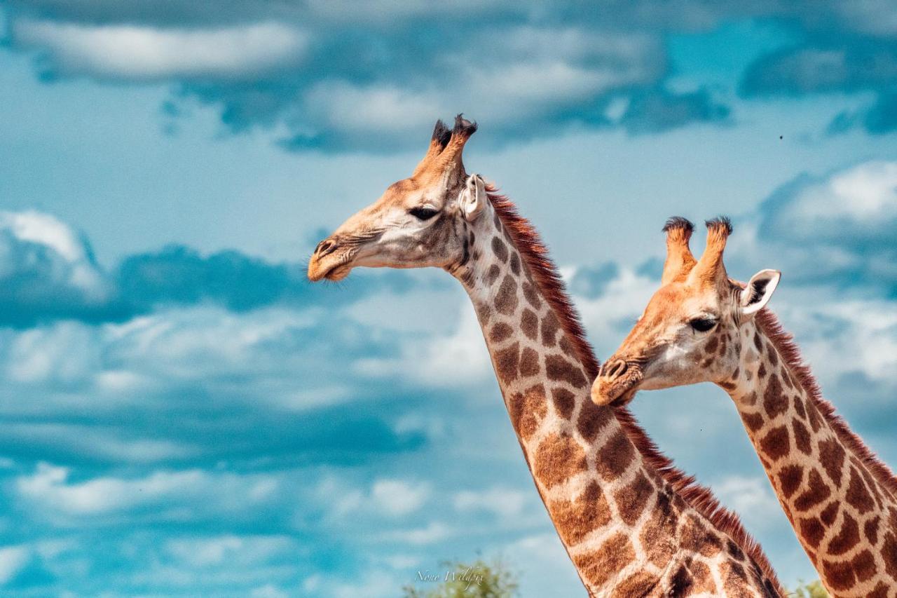 Milima Big 5 Safari Lodge Hoedspruit Luaran gambar